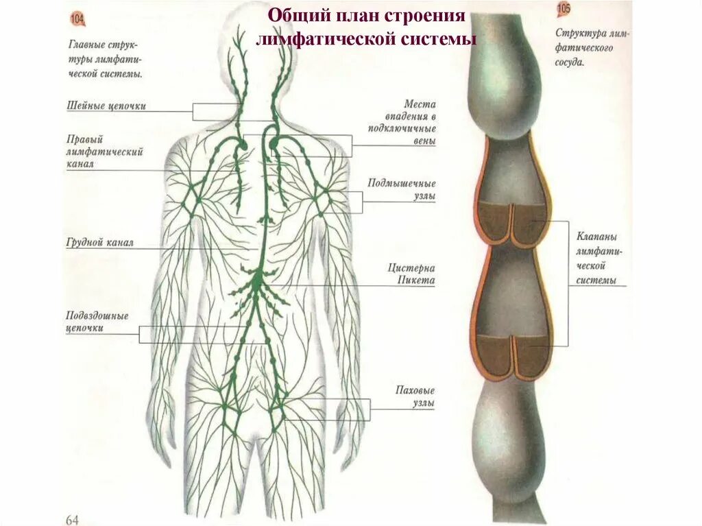 Крупные лимфатические сосуды. Лимфатическая система человека схема. Общий план строения лимфатической системы схема. Схема лимфатических сосудов человека. Схема строения лимфоидной системы.