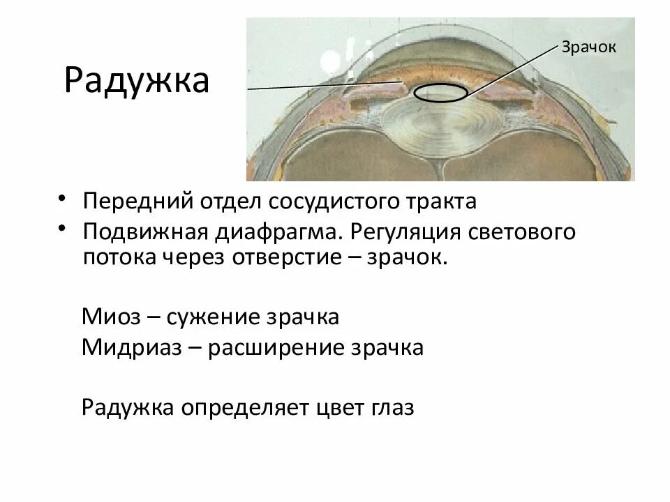 Подвижная диафрагма. Подвижная диафрагма