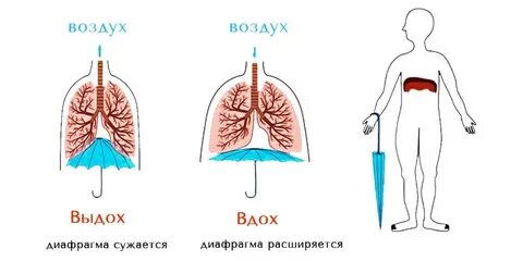 В процессе выдоха у человека диафрагма