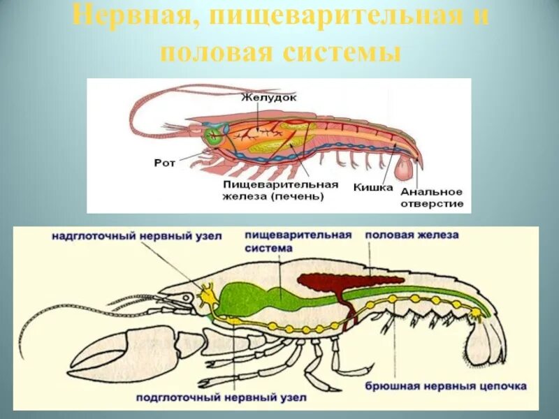 Особенности строения пищеварительной системы ракообразных. Пищеварительная система членистоногих ракообразные. класс ракообразные половая система. пищеварительная система ракообразных схема. пищеварительная система членистоногих схема.