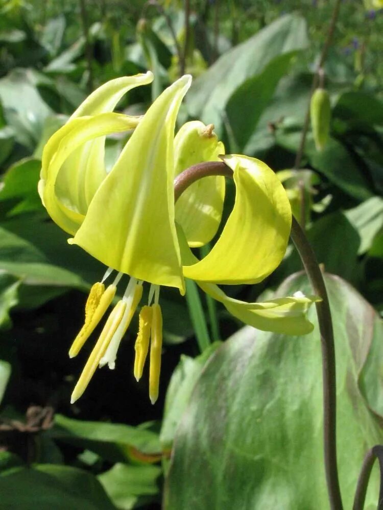 Эритрониум Кандык. Кандык туолумнийский Erythronium tuolumnense. Кандык (Erythronium). Кандык Кондо. Эритрониум