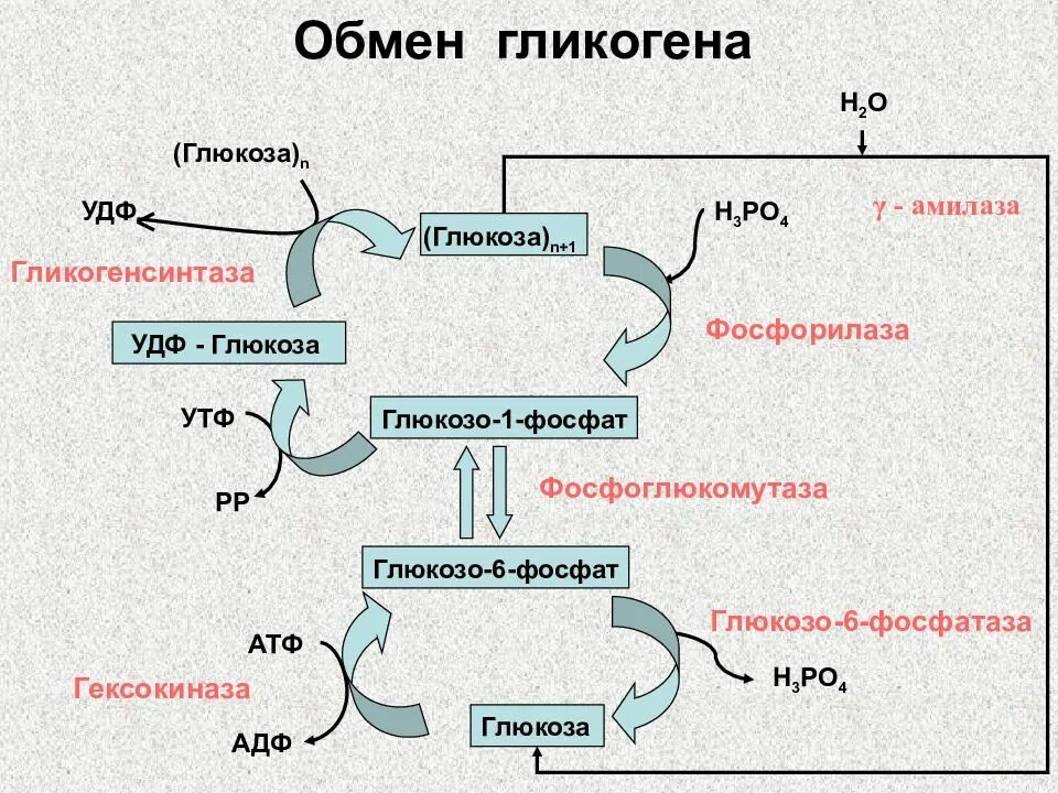 Превращение гликогена в печени. Схема обмена гликогена биохимия. Обмен гликогена в печени схема. Общая схема синтеза гликогена. Схема синтеза гликогена из Глюкозы.