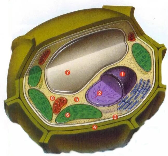 Живые клетки растений. Муляж Plant Cell structure bm064. Раститрастительная клетка. Растительная клетка растения. Клетка без воды