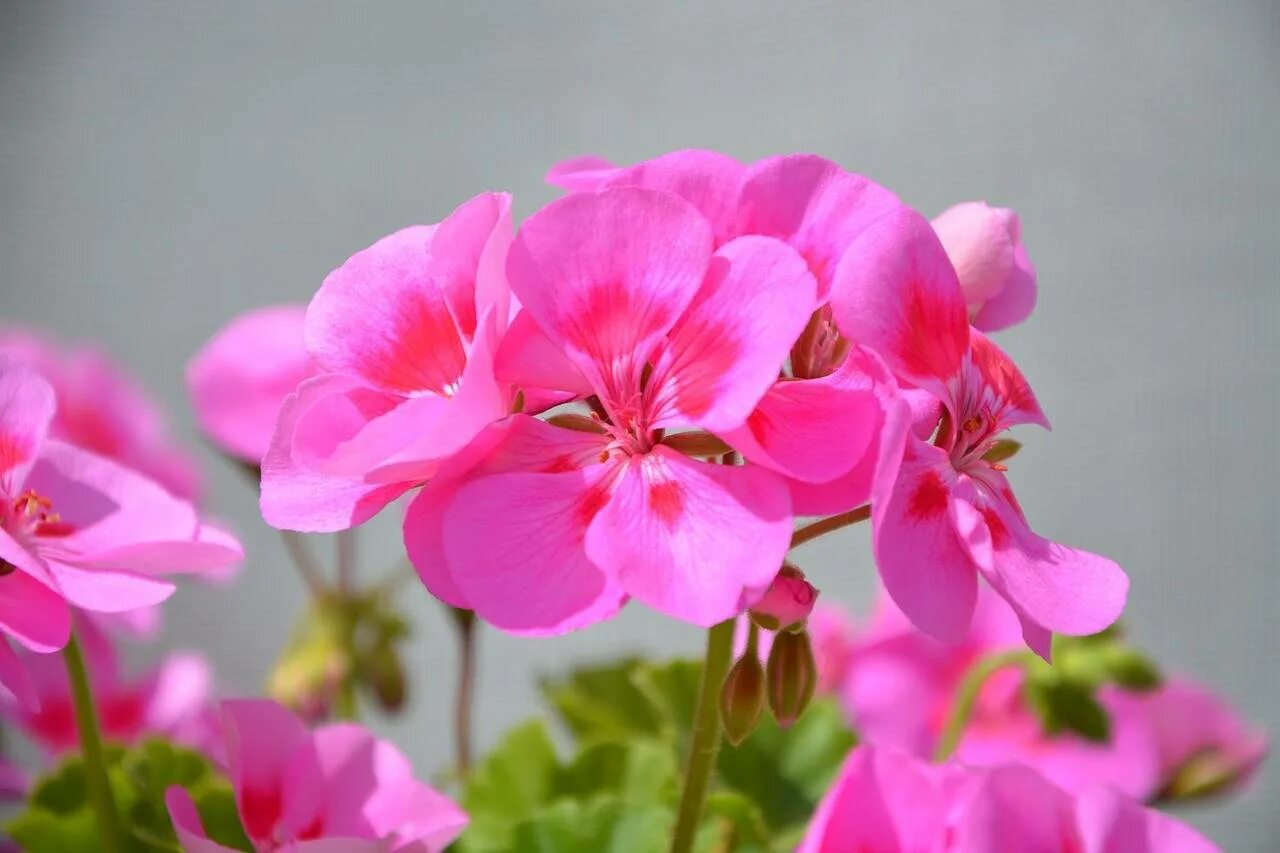 Герань разная. Pink Geranium пеларгония. Пеларгония "Кассия". Герань Pelargonium Roseum. Пеларгония Пинк саммер.