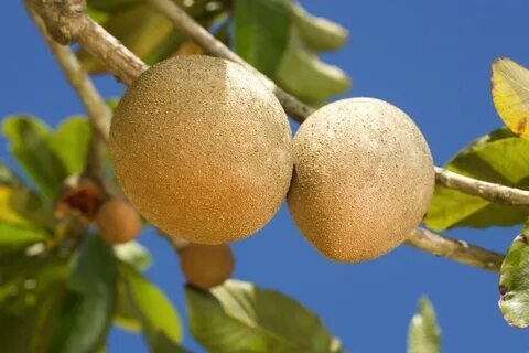 Its fruit