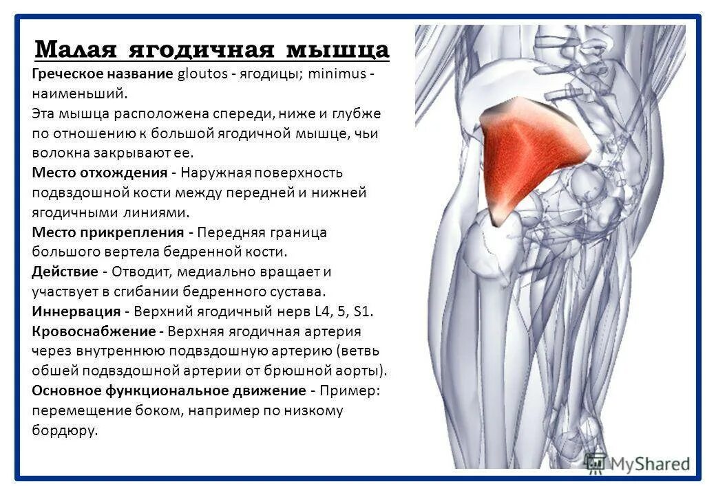 Средняя ягодичная мышца функции. Функция малой ягодичной мышцы. малая ягодичная мышца вид сбоку. малая и средняя ягодичная мышца упражнения. места крепления большой ягодичной мышцы.