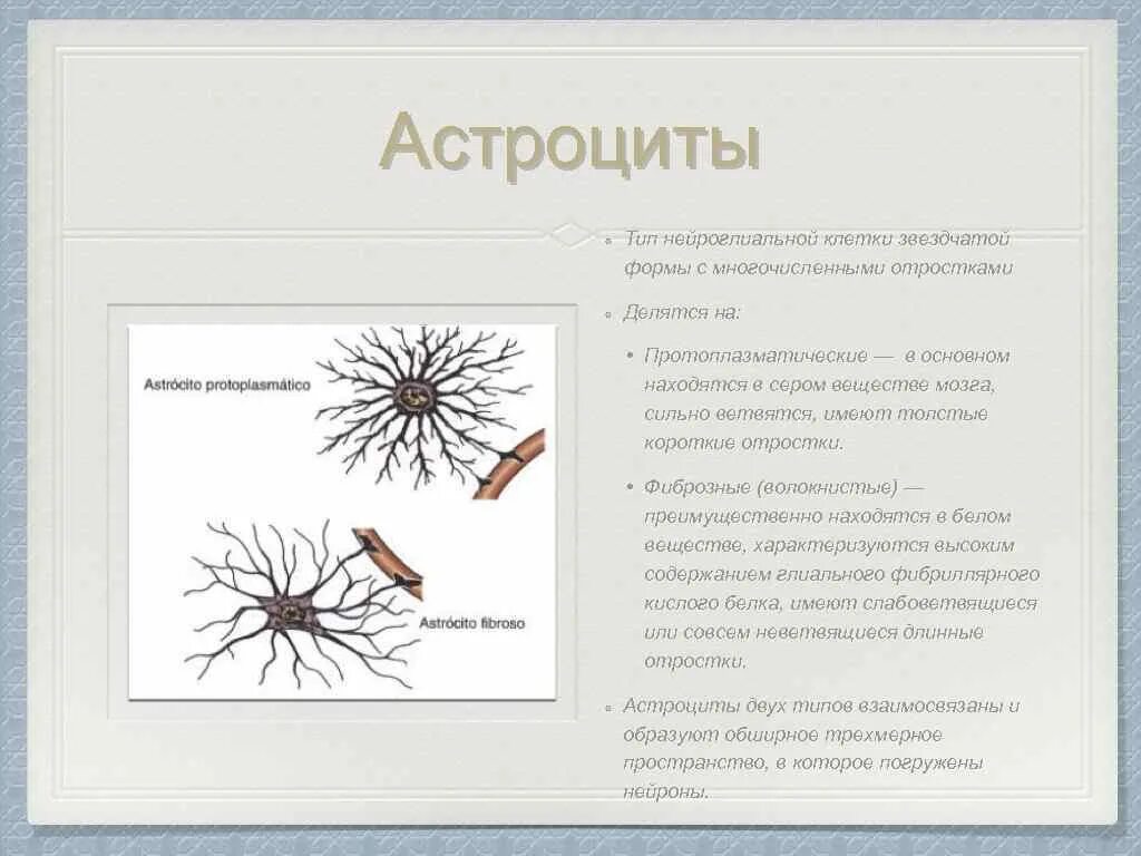 Короткие сильно ветвящиеся отростки. Клетки макроглии астроциты. Звездчатая форма клетки. Клетки имеют звездчатую форму. Астроциты типы.