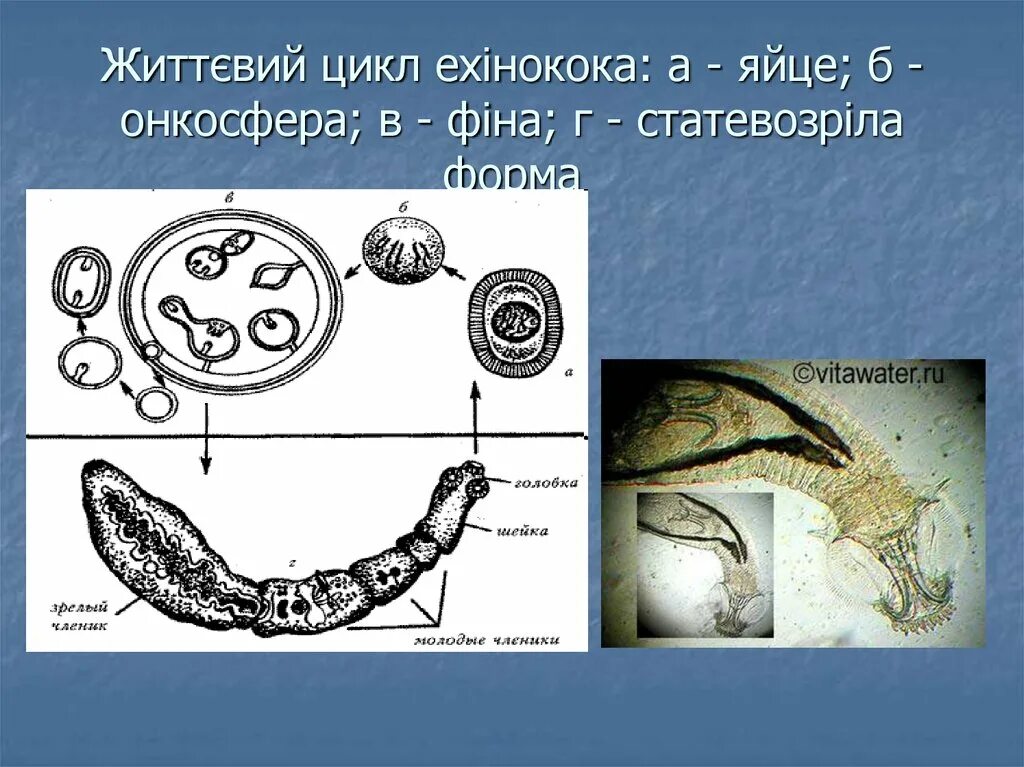 Выход из яиц шестикрючной личинки онкосферы. Онкосферы альвеококка. личинка онкосфера. шестикрючная онкосфера. онкосфера цикл.