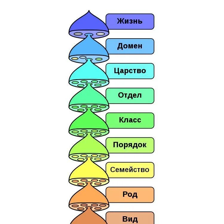 Наименьшей систематической единицей является а наибольшей