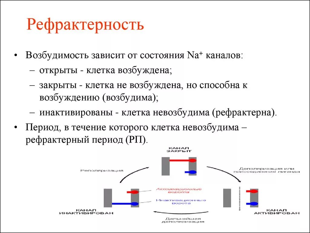 Рефрактерность физиология. Механизм возникновения рефрактерности. Причины возникновения рефрактерности. Причина относительной рефрактерности. Рефрактерность причины ее возникновения.