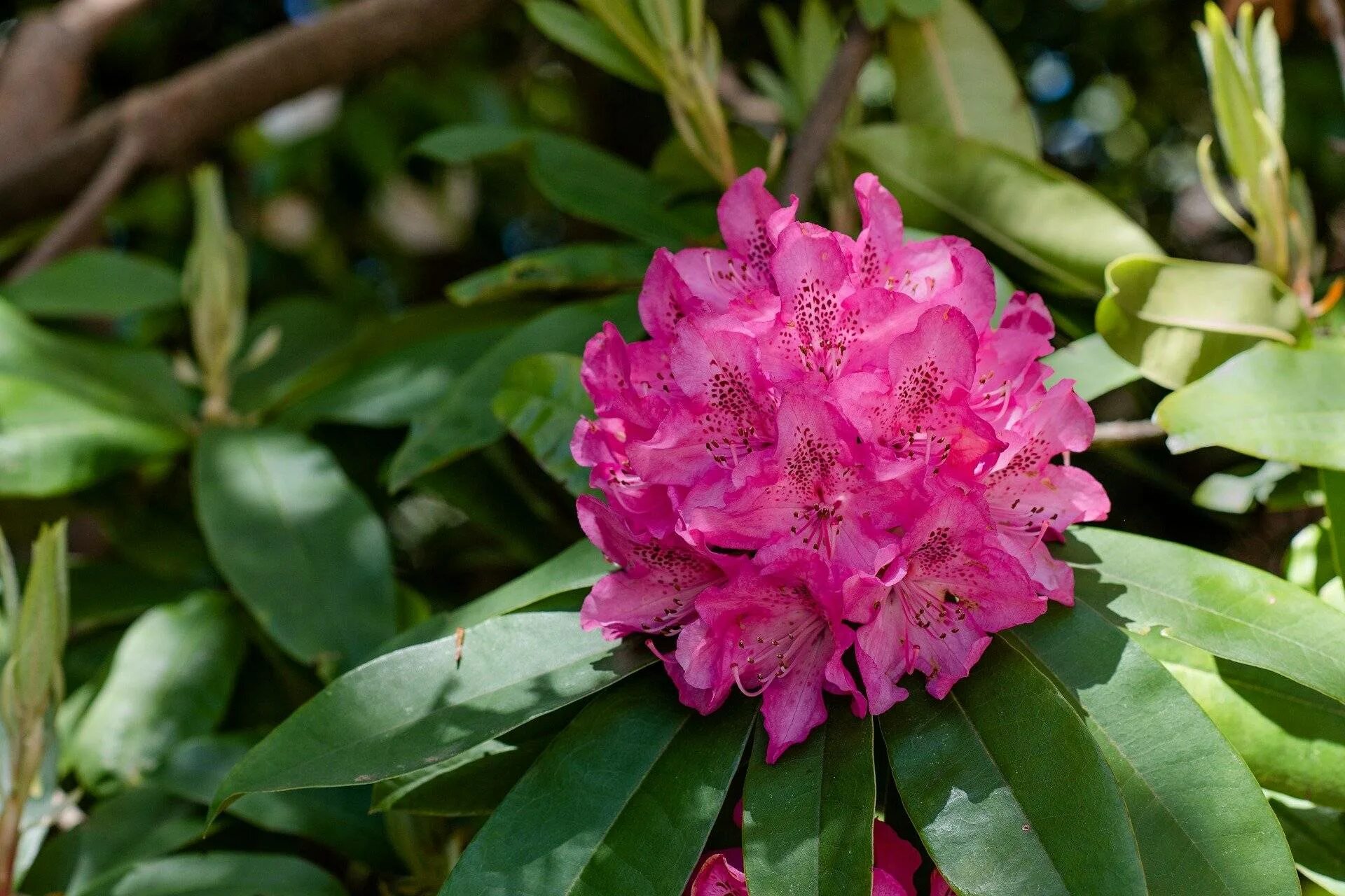 Как быстро растет рододендрон. Рододендрон Саган дайля. Рододендрон Адамса Rhododendron adamsii. Рододендрон Тибет. Рододендрон кавказский Адамса.