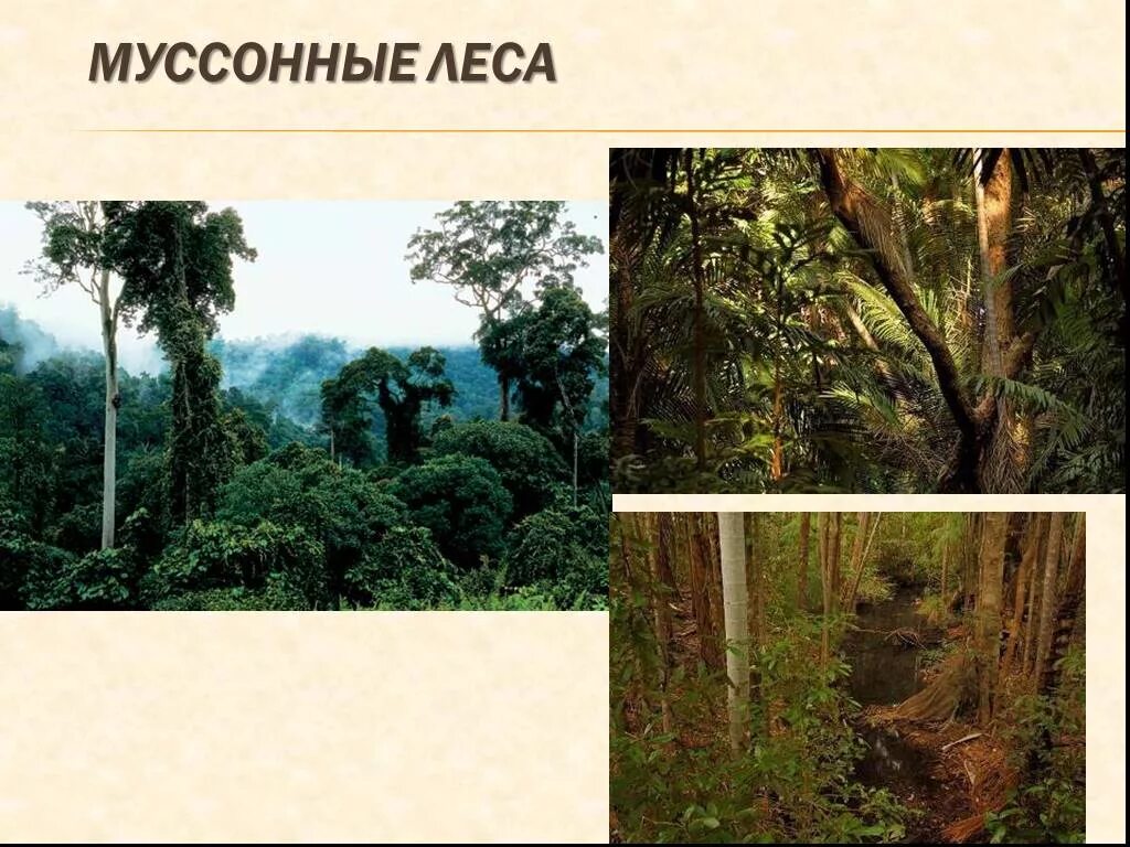 Переменно влажные муссонные леса растения и животные. Зона муссонных субтропических лесов. муссонные леса растения. муссонные леса климат. растительный мир муссонных лесов.