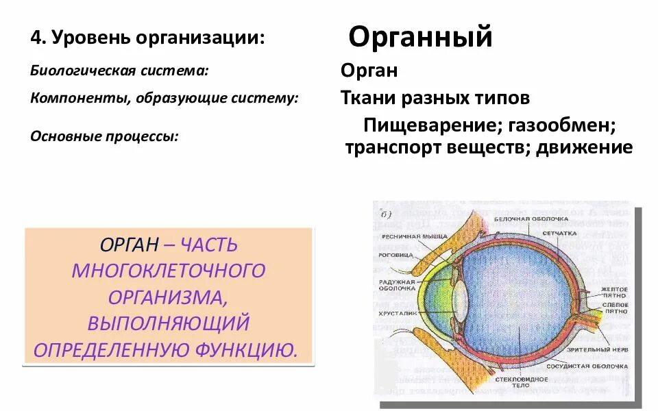 Органный уровень организации. Органный уровень это в биологии. Компоненты образующие тканевую систему. Органный уровень организации характеристика.