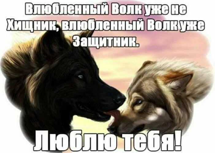 Волк с надписью. Картинки с волками и надписями. Волки любовь. Волк влюбился. Ты один такой прекрасный только не влюбленный