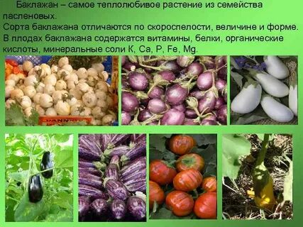 Овощи семейства пасленовых список
