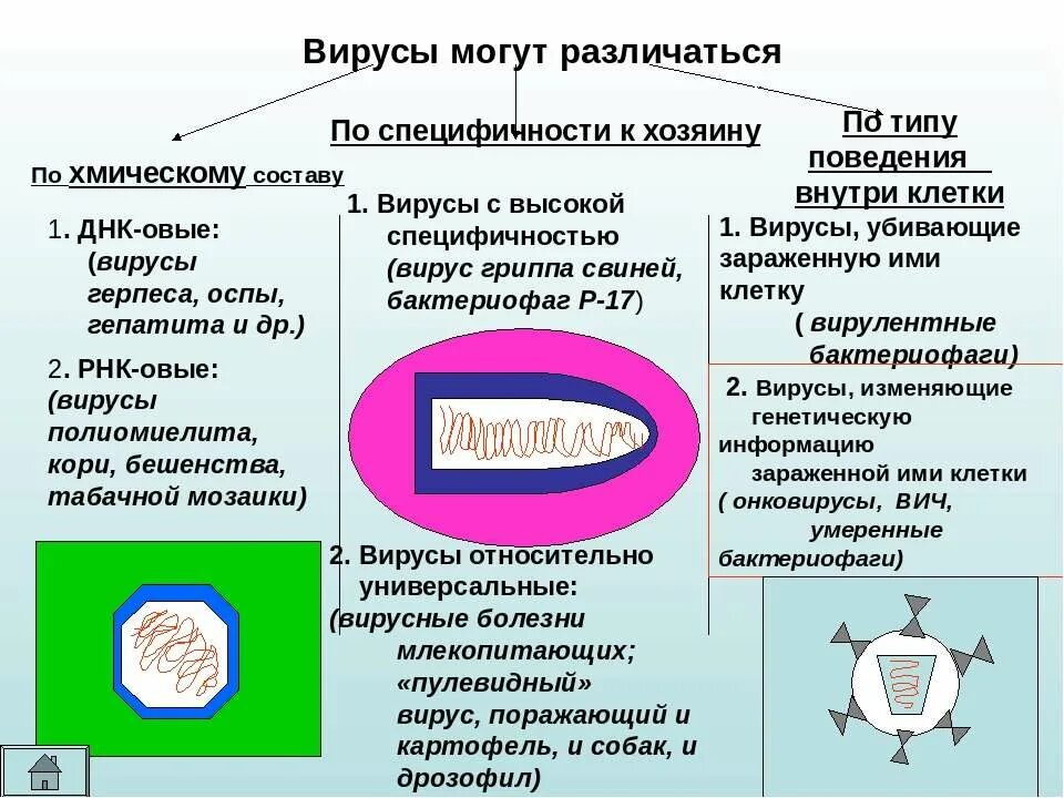 Вирусы по отношению к хозяину. Специфичность вирусов. Вирусы с высокой специфичностью. Чем вирусы отличаются друг от друга.