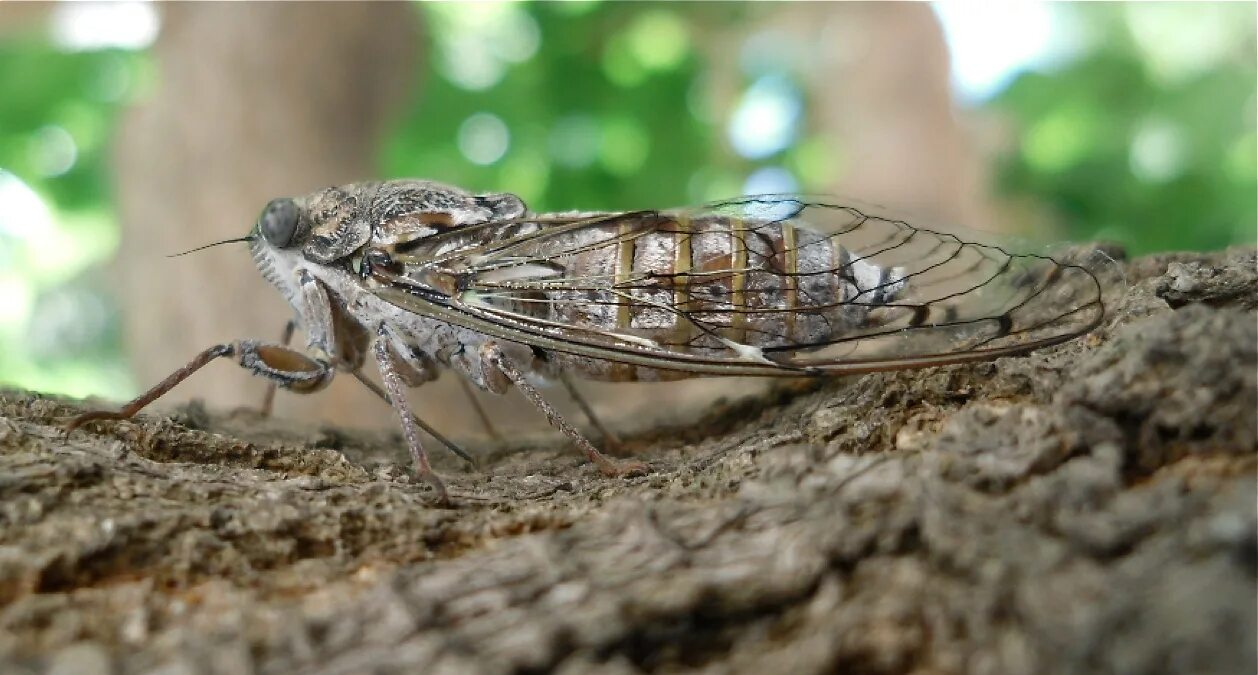 Звенят цикады впр 7. Царственная цикада. Lyristes plebejus. Цикада обыкновенная цикады. Цикада китайская.