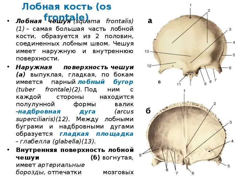 Лобная кость черепа анатомия. Лобная кость анатомия атлас. Чешуя лобной кости анатомия. Лобная кость анатомия кратко.