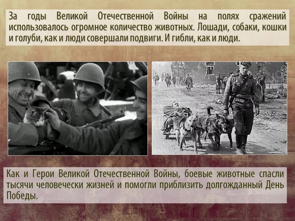 Интересные факты о войне 1941 1945