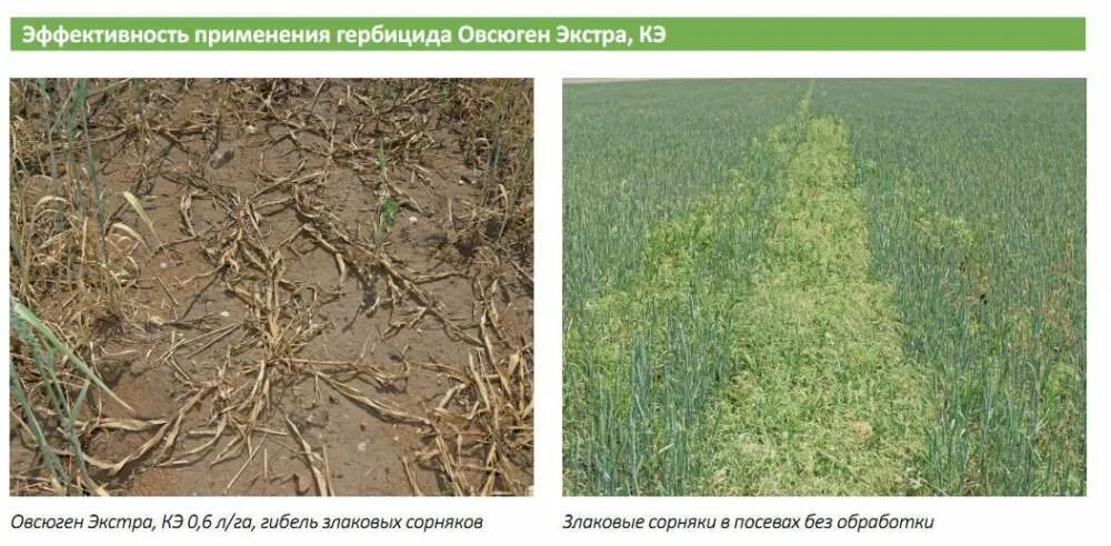 Последствия гербицидов. Овсюген супер гербицид. Обработка гербицидами до и после. Обработка гербицидами сорняков. Гербицид до и после.