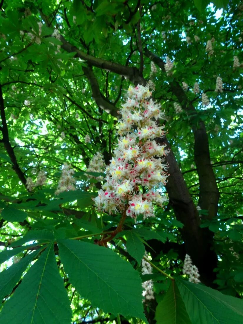 Каштан конский (Aesculus). Aesculus hippocastanum 'pyramidalis'конский каштан обыкновенный «Пирамидалис». Каштан конский Баумани. Каштан конский Маргината. Виды каштановых