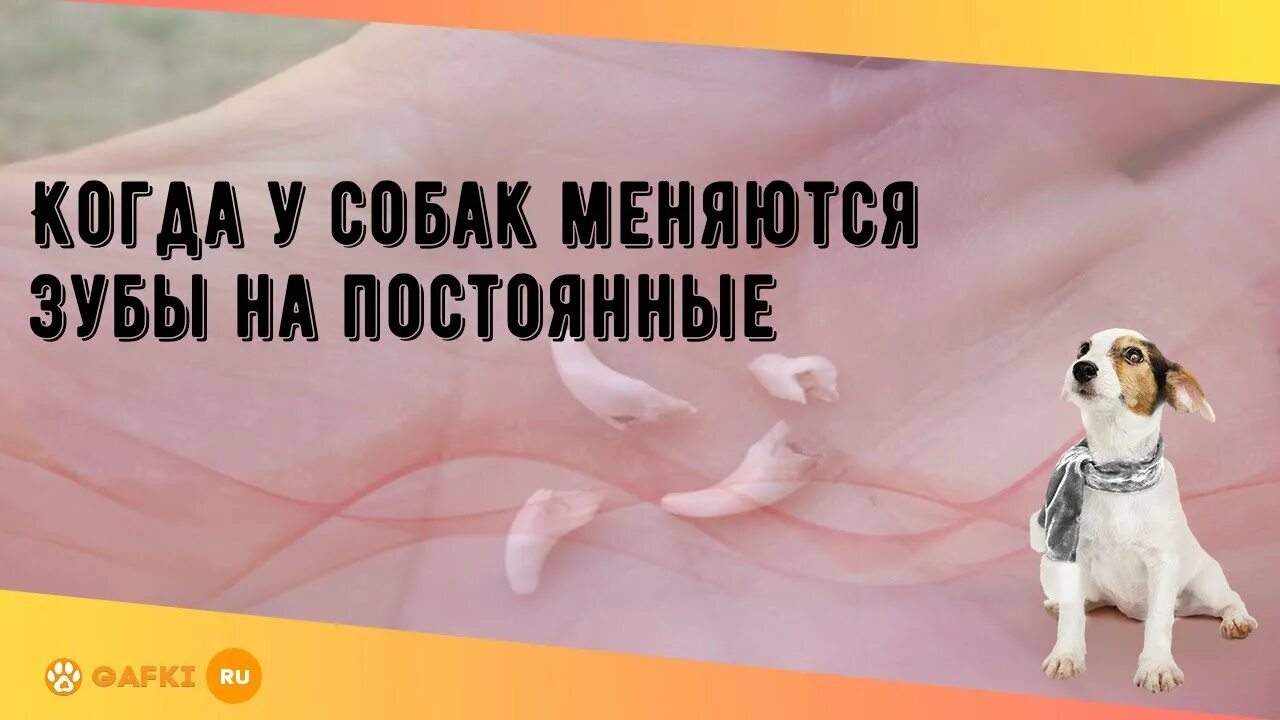 Во сколько у собак меняются. Собака изменчивая. во сколько у алабаев меняются зубы. когда щенки меняют зубы. когда у собак меняются зубы на постоянные.