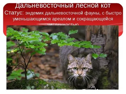 Растения и животные красной книги приморского края