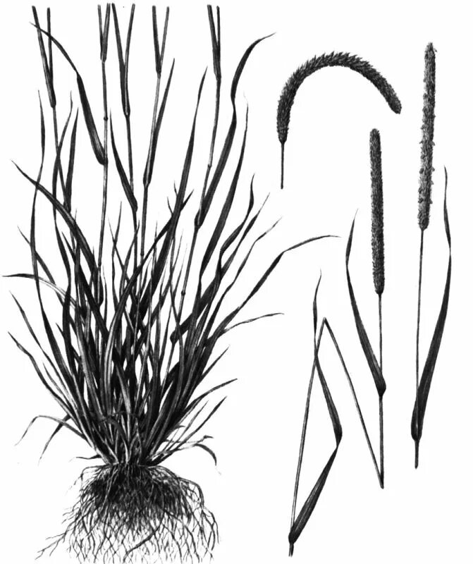 Лисохвост рисунок. Плод лисохвоста. Лисохвост луговой (alopecurus pratensis). Мятлик тимофеевка лисохвост. Лисохвост луговой aureovariegatus.