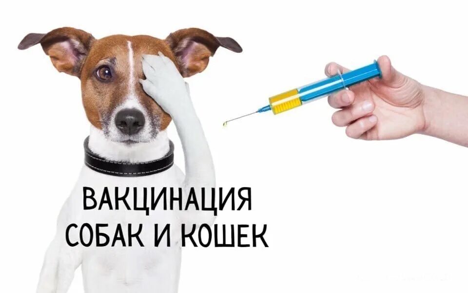 уколы животным. прививка собаке. вакцинация собак здоров. прививка собаке. проведение вакцинации собаки.