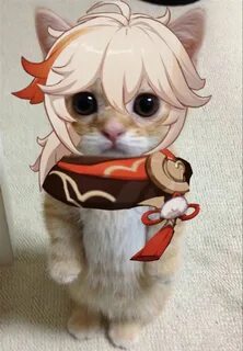Котик гато