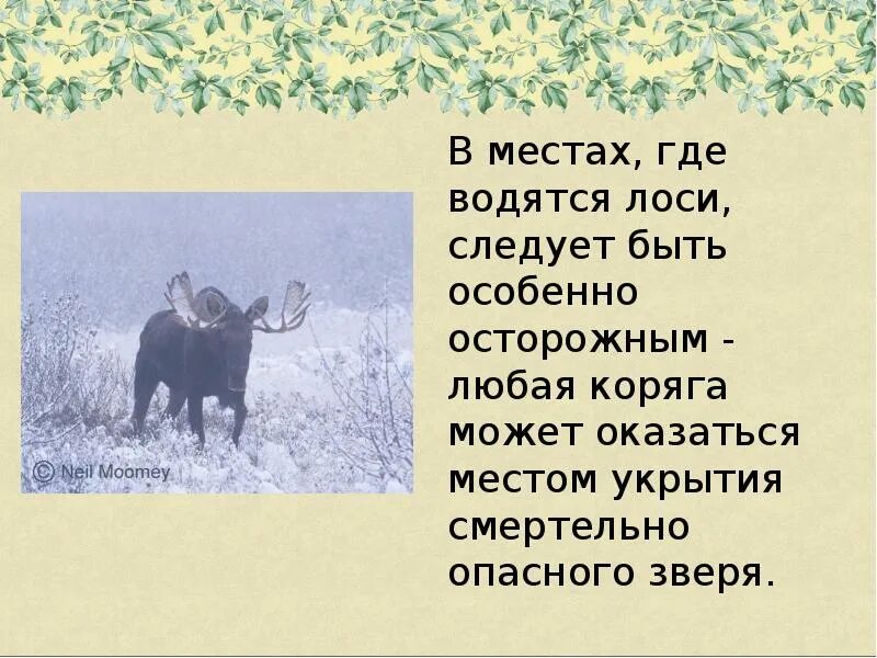 Рассказ о лосе. Лось презентация для детей. Рассказ о Лосе 4 класс. Рассказ про лося. Лось доклад.