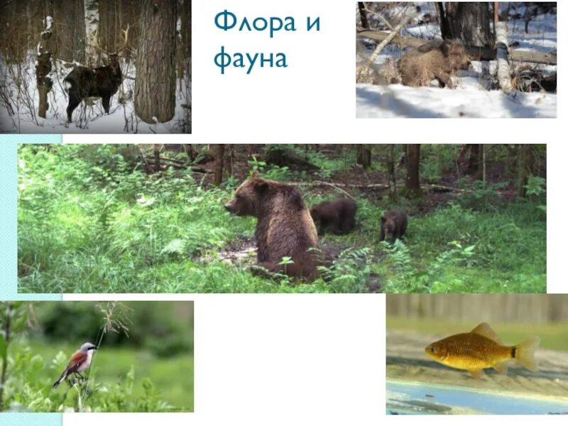 Редкие растения мордовии. Разнообразие природы мордовии. Растительный мир республики мордовия. Животные и растения мордовии. Мордовский заповедник смидовича.