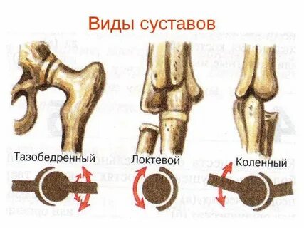 Суставы бывают