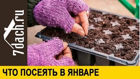 Как сажать лук семенами на рассаду