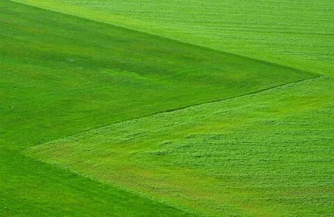 Green meadow