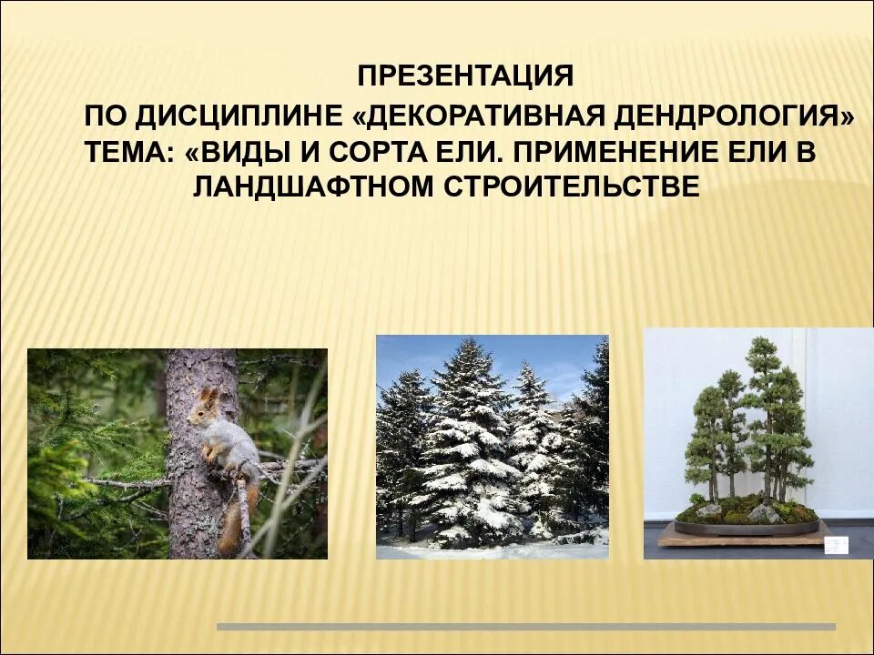 Дендрология растений. Дендрология. декоративная дендрология. применение ели. дендрология это наука.