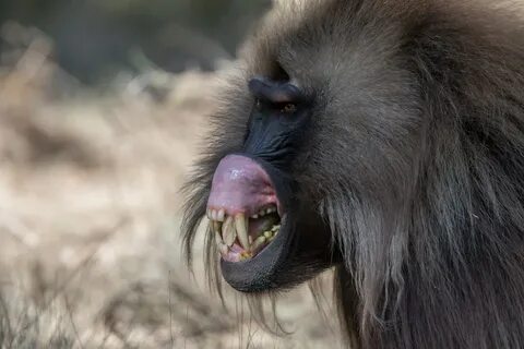 Scary baboon