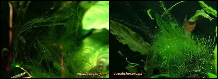 Нитчатка, нитчатые водоросли. Нитчатые зеленые водоросли. Зеленые пучки водорослей. Вонючие водоросли.