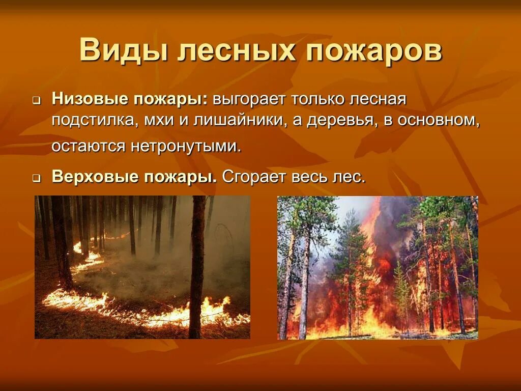 Верховые низовые подземные. Виды лесных пожаров. Виды пожаров в лесу. Лесные пожары презентация. Презентация на тему пожар в лесу.