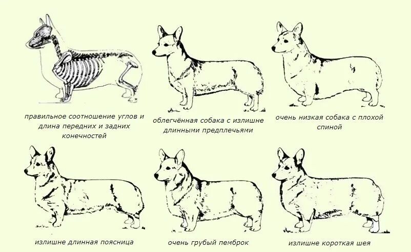 Вельш корги стандарт стандарт породы. Собака вельш корги пемброк щенки. Стандарт вельш корги пемброк. Щенок вельш корги пемброк максимальный рост. Сколько весит взрослый корги