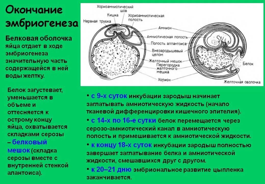Содержит нервную трубку в эмбрионе зародыша