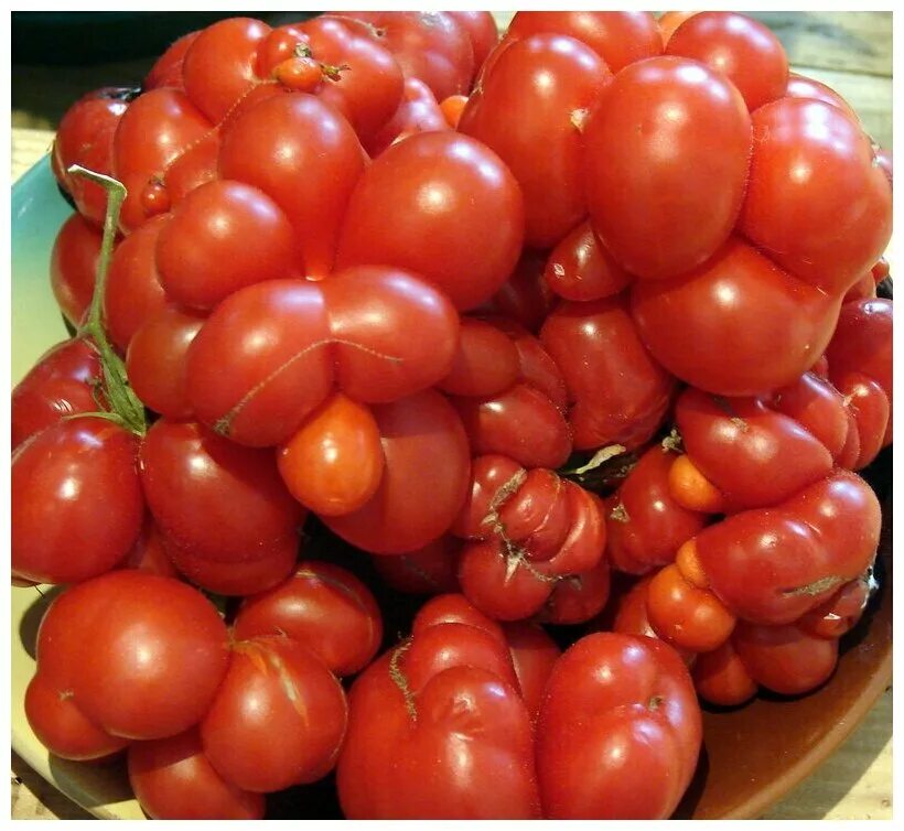 Как выглядят настоящие помидоры Tomato Casanova Siberian Garden Etsy