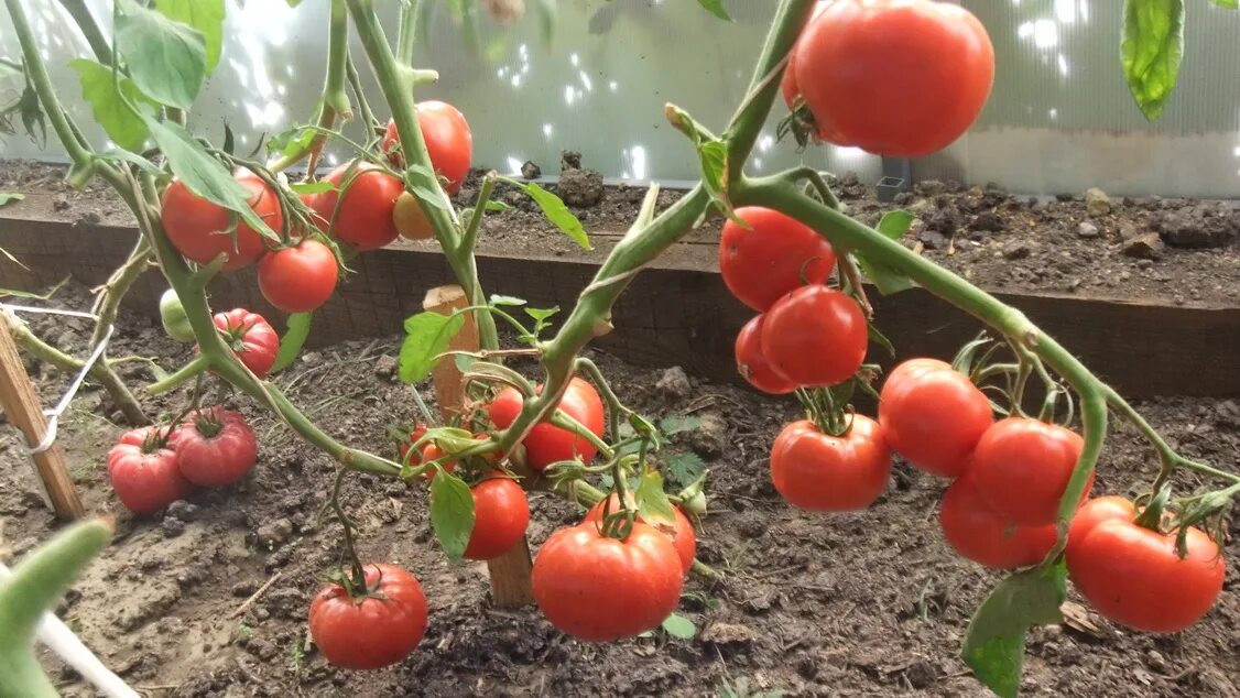 Сад. Супербомба томат характеристика и отзывы отзывы. Томат чудотворец. Томат космонавт волков сибирский сад. Томат супер ред f1.