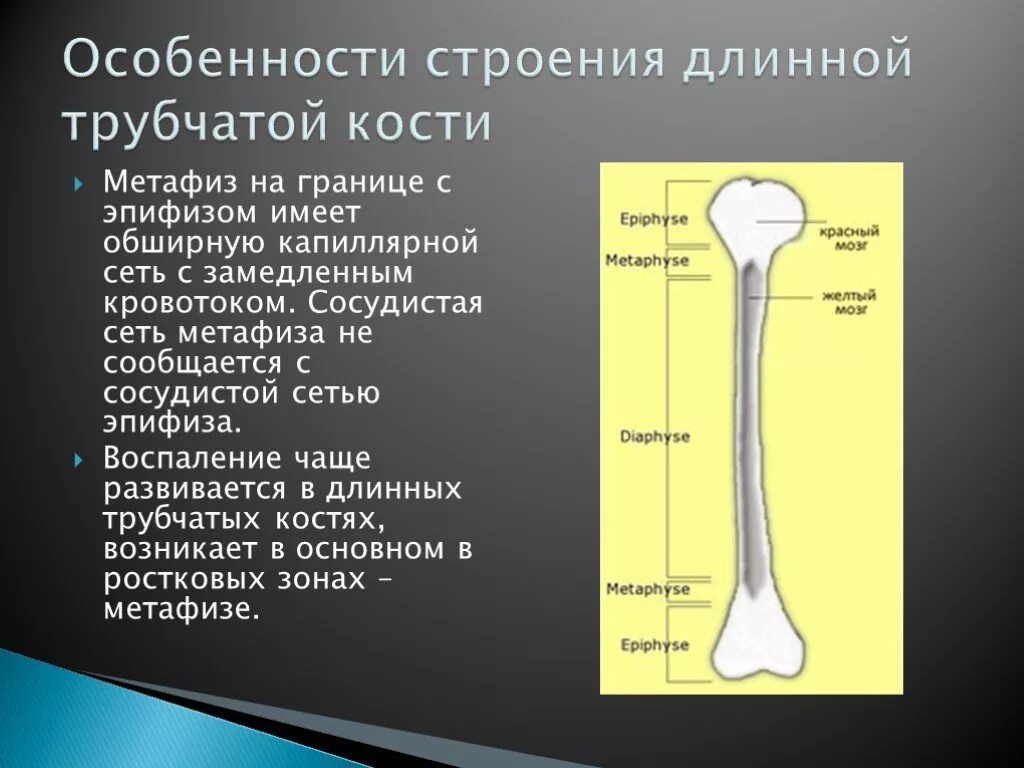 Трубчатые кости функции. Строение длинной трубчатой кости анатомия. Метафиз длинной трубчатой кости. Трубчатые кости особенности строения. Особенности строения трубчатых костей.