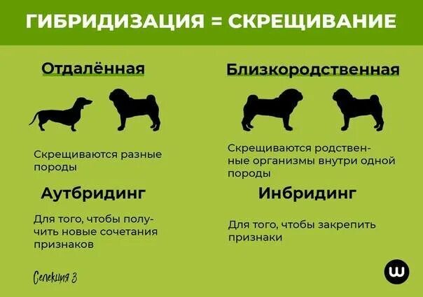 Близкородственное скрещивание получение чистых линий скрещивание. Близкородственное скрещивание собак. Гибридизация собак. Близкородственная гибридизация примеры. Гибридизация в селекции животных.