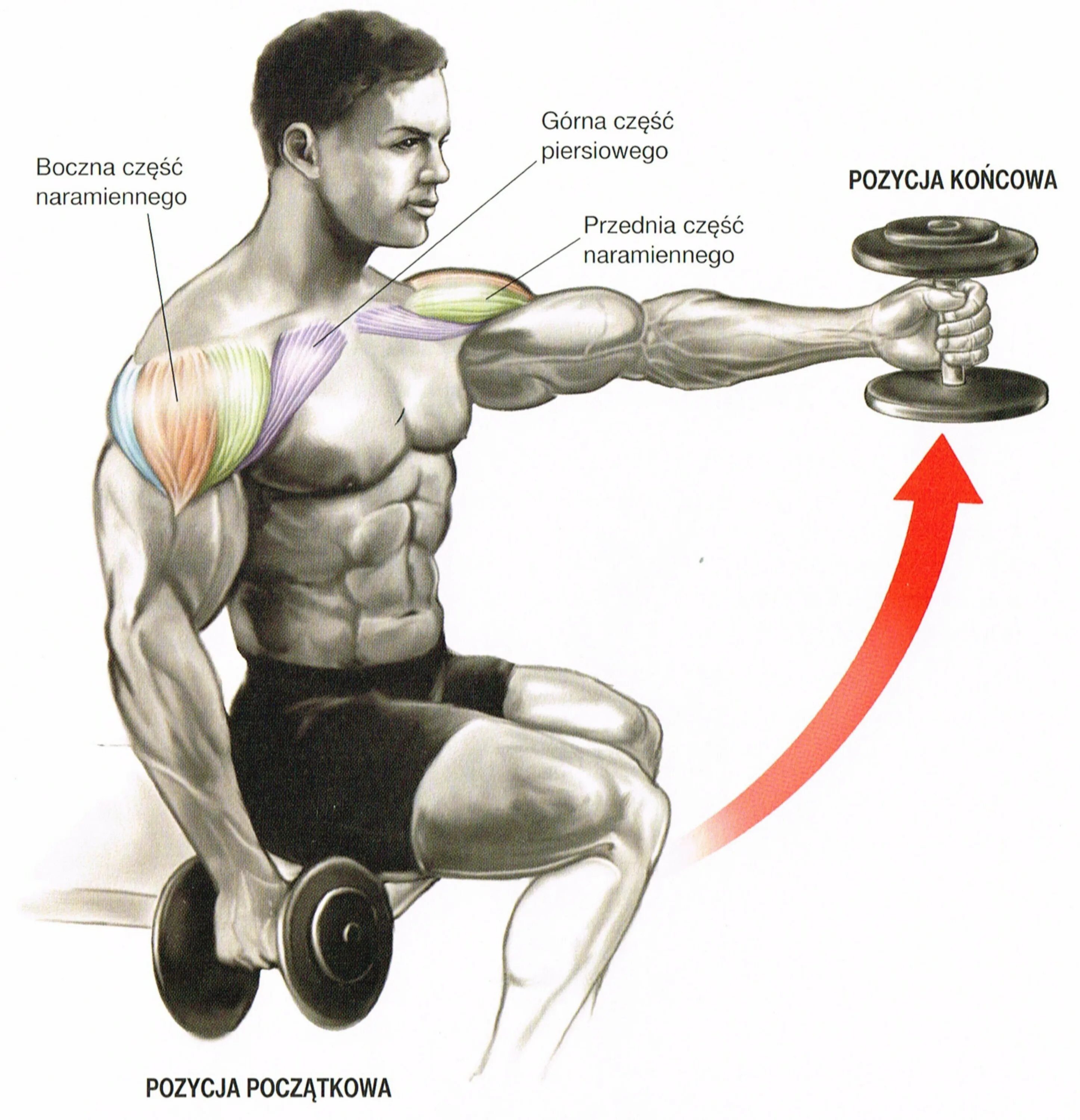 Гантели дельтовидные мышцы. Упражнения для прокачки дельтовидных мышц. Упражнения на дельтовидные мышцы. Прокачка дельт гантелями. Дельты мышцы упражнения.
