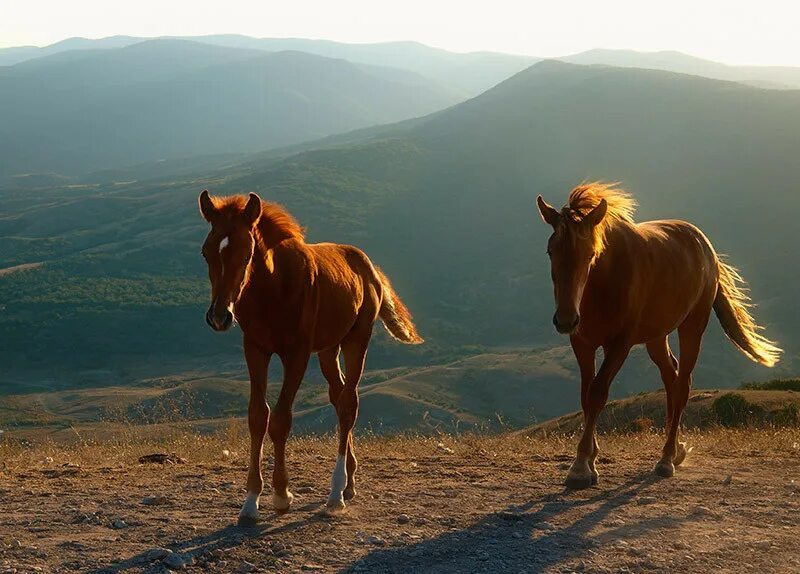 Крымские лошадки. Лошади в Крыму. Дикие лошади в Крыму. Гора с лошадьми в Крыму.