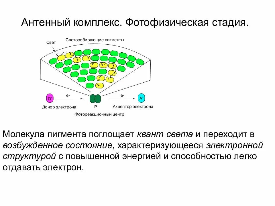 Пигмент участвовавший в фотосинтезе. Светособирающие комплексы. Строение светособирающих комплексов. Светособирающий комплекс растений. Светособирающие антенные комплексы.