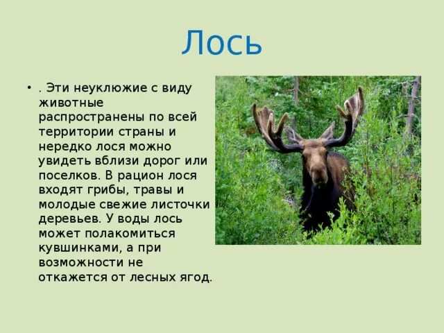 Лоси питаются добавить второстепенные