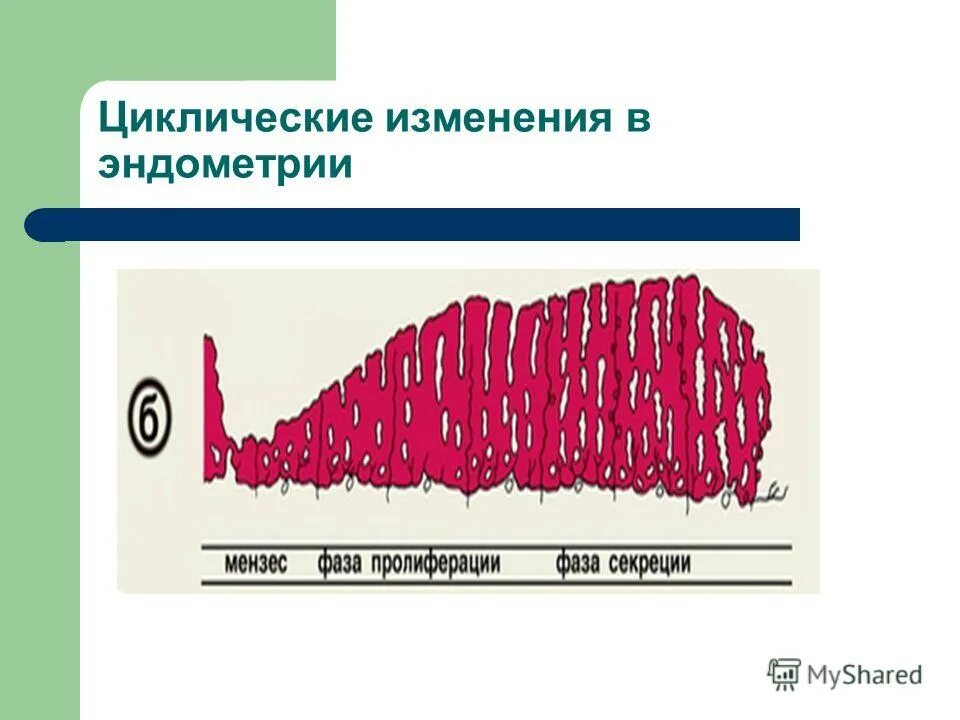 фазы маточного менструационного цикла. эндометрий изменения. эндометрий 1 фаза менструационного цикла. эндометрий гистология норма. фазы циклических изменений в яичниках и эндометрии.